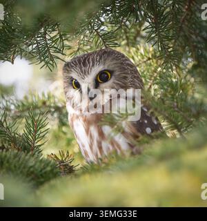 Nördlichen Säge – Whet Eule Stockfoto