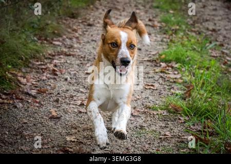 Kleiner weißer und brauner Hund (Jack Russell) läuft mitten im Wald, Portugal Stockfoto
