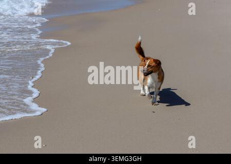 Kleiner Jack-Russell-Terrier-Welpe, der am Strand in Aveiro, Portugal, spaziert und spielt Stockfoto