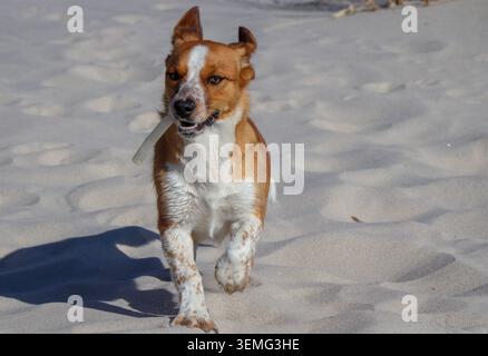 Kleiner Jack-Russell-Terrier-Welpe, der am Strand in Aveiro, Portugal, spaziert und spielt Stockfoto