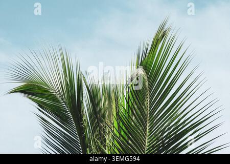 Kokospalme vor dem sanften blauen Morgenhimmel, Blick aus einem niedrigen Winkel nach oben, Goa, Indien. Cocos nucifera tropische Vegetation in warmem natürlichem Licht. Stockfoto