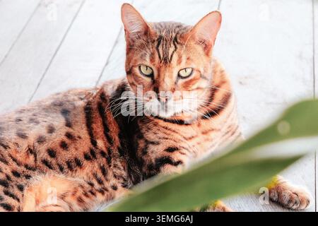 Gefleckte Tabbykatze mit grünen Augen auf weißem Holzboden mit tropischer Pflanze im Vordergrund, Bali, Indonesien. Stockfoto