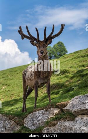 Nahaufnahme eines Rothirsches mit großen Samtgeweihen auf einem grasbewachsenen Hügel mit Felsen, blauem Himmel und Wolken im Hintergrund. Der Hirsch ist fac Stockfoto