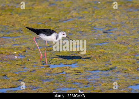 Schwarze geflügelte Stelze auf der Suche in algenbedecktem Wasser bei Saintes Maries de la Mer Stockfoto