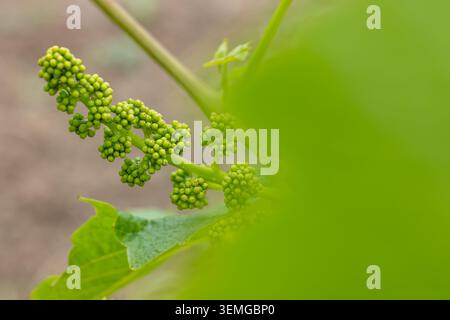 Weinrebentriebe, die im frühen Frühjahr kleine grüne Knospen auf einem Weinberg produzieren Stockfoto
