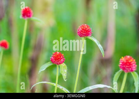 Leuchtende Red Globe Amaranth Blumen blühen in einem üppigen grünen Feld Stockfoto