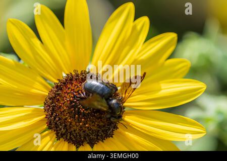 Makroaufnahme einer Zimmerbiene, die Pollen auf einer hellen gelben Sonnenblume sammelt Stockfoto