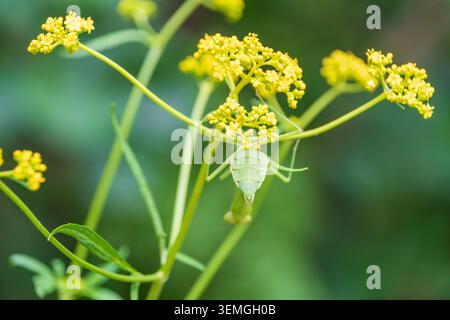Grüne betende Mantis versteckt sich unter den winzigen gelben Blumen von Patrinia Scabiosifolia Stockfoto