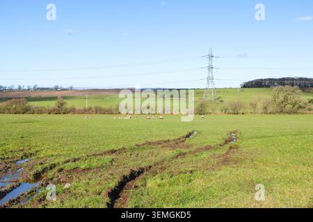 Tiefe Traktorspuren überqueren ein nasses Grasfeld mit weidenden Schafen und Stromübertragungsinfrastruktur in einer ländlichen Landschaft Stockfoto