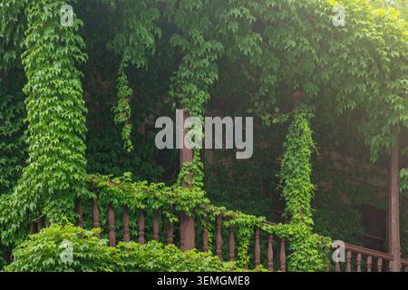 Alter Holzbalkon in der Altstadt von Tiflis, voll bedeckt mit dichtem Efeu und grüner Vegetation. Traditionelles georgianisches Gebäude und natürliche Fassade, Bio Stockfoto