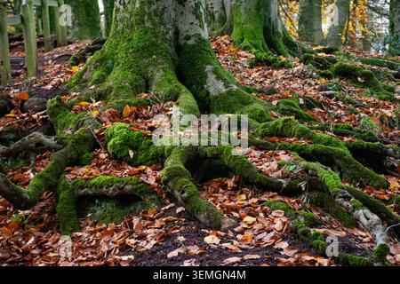 Moosbedeckte Baumwurzeln verteilen sich im Herbst auf dem Waldboden der Clent Hills des National Trust, umgeben von herabfallenden Blättern und Waldstruktur Stockfoto