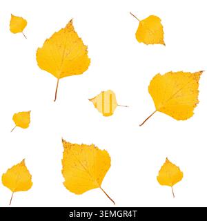 Abstraktes horizontales Hintergrundmuster nahtloser gelber Herbstbirkenblätter, die auf weißer Hintergrundoberfläche verstreut sind Stockfoto