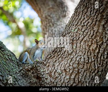 Östliches graues Eichhörnchen auf Baumstamm in natürlicher Umgebung im Freien, Tierwelt aus nächster Nähe für Park, Wald, urbane Natur und Tierfotografie-Konzepte heute Stockfoto