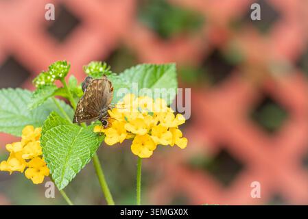 Ein Skipperfalter (Hesperiidae), der an gelben Lantana-Blüten füttert, Gartensetting, Makro, Arkansas, USA. Stockfoto