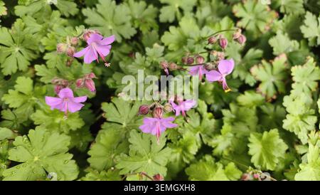Blick von oben auf rosa wilde Geranenblumen, die im Garten blühen Stockfoto