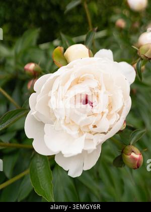 Elegante weiße Pfingstrosenblüte im Freien im Garten Stockfoto