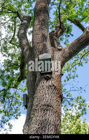Fledermausboxen an einem großen Baumstamm zwischen grünen Sommerblättern an der Klosterruine Limburg in Bad Dürkheim, die den Lebensraum der Tierwelt, die Nachteile veranschaulichen Stockfoto