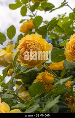 Aus nächster Nähe sehen Sie eine lebendige gelbe englische Rosenblüte, umgeben von grünen Blättern und Knospen in einem blühenden Garten. Stockfoto