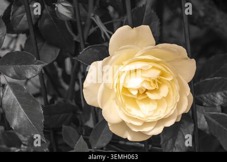 Künstlerische Nahaufnahme einer gelben Rosenblume isoliert mit selektiver Farbtechnik vor schwarz-weißem Gartenhintergrund. Stockfoto