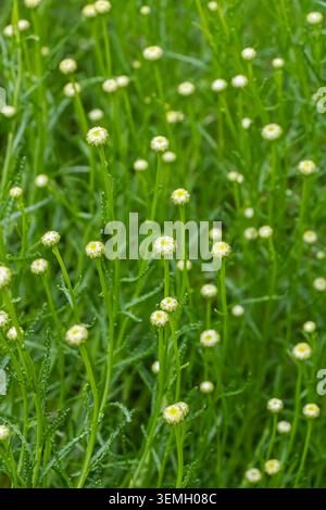 Dichte Kamillenblütenknospen, die sich über frisches, grünes Laub auf einer Wiese erheben und die frühen Wachstumsstadien vor der Blüte erfassen. Stockfoto