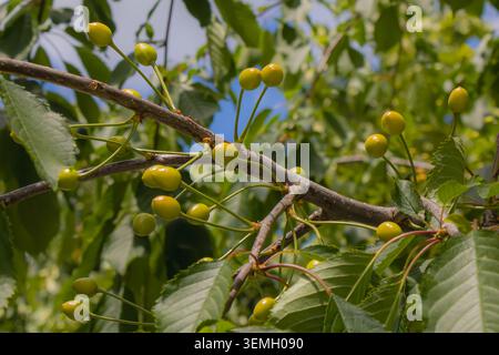 An einem von üppigen Blättern umgebenen Baumzweig hängen unreife grüne Kirschen, die eine frühe Phase der Fruchtentwicklung in einem sonnigen Obstgarten erfassen Stockfoto