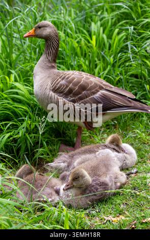 Graugans (Anser anser) und Gänse Fowlmere Fen Cambridgeshire Stockfoto