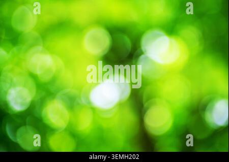 Abstrakter grüner natürlicher Hintergrund mit weichen, kreisförmigen Bokeh-Lichteffekten Stockfoto
