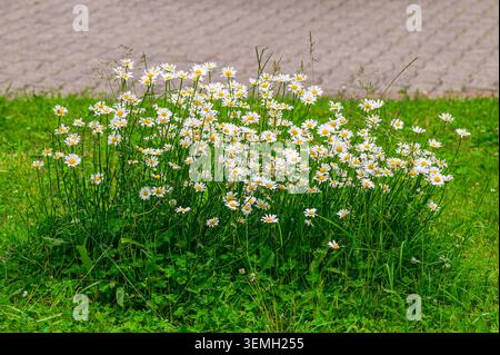 Ansammlung weißer Gänseblümchen mit gelben Mittelpunkten in leuchtend grünem Gras im Freien Stockfoto