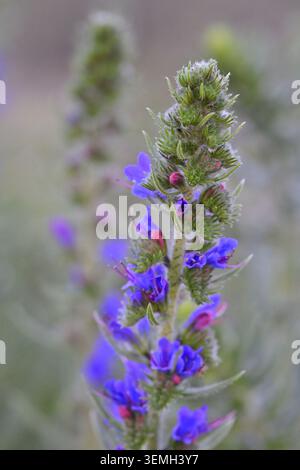 Echium vulgare blühende Pflanzen im Mai, Westduinpark Nature Reserve Haag Niederlande. Stockfoto