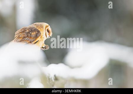 Eine Scheuneneule, Tyto alba, greift eine Maus in ihren Krallen, während sie sich hinter sanft verschwommenen, verschneiten Zweigen in einer blassen Winterkulisse ruht. Stockfoto