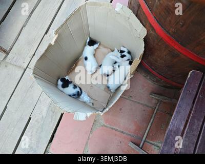Serbien Valjevo 06.06.2026 Schwarze Weiße Kätzchen Liegen In Einem Karton Stockfoto