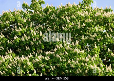 Europäische Kastanie in Blüte im Hesperian Esplanadi Park, Helsinki, Finnland Stockfoto