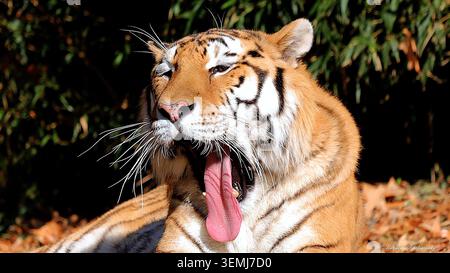 Eine Profilansicht eines Tigers, der mit offenem Mund und ausgezogener Zunge ruht. Stockfoto