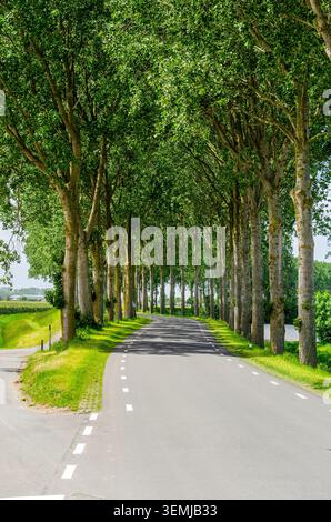 Asphaltstraße auf einem von Bäumen gesäumten Deich auf der Insel Tholen, Niederlande Stockfoto