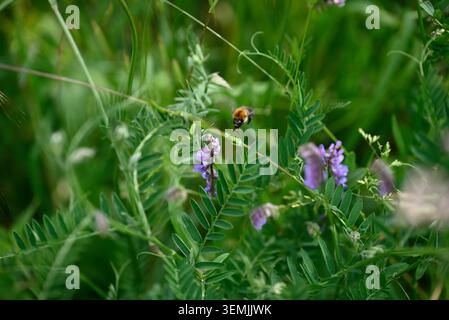 Hummel auf violetter Blume. Einzelne Hummel auf Violwt-Blüte. Bombus-Insekten sammeln Pollen auf Blume mit violetter Blüte. Stockfoto