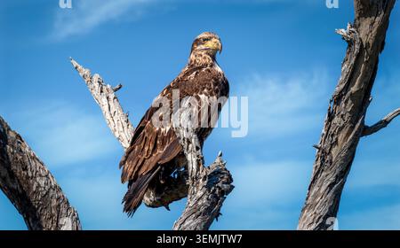 Junger Weißkopfseeadler, der auf einem verwitterten Ast vor blauem Himmel thront und ein junges Tierporträt zeigt. Stockfoto