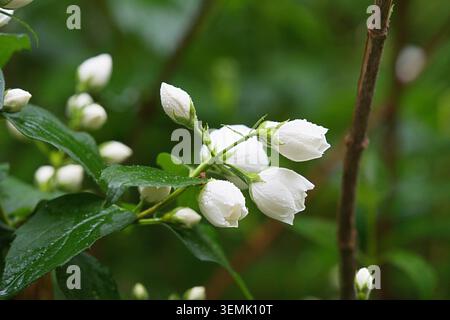 Ein Zweig von Mock Orange mit Knospen bedeckt mit Tropfen Wasser nach Regen. Hochwertige Fotos Stockfoto