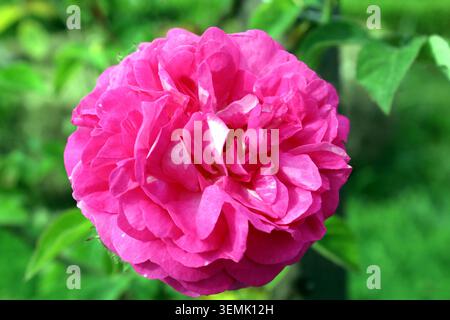 Helle rosa Damastrose blüht im Sommergarten Stockfoto