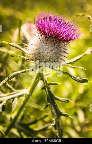 Moschusdistel mit leuchtenden violetten Röschen, die von einem silbrigen, stacheligen Samenkopf auftauchen und in der warmen Sommersonne leuchten. Stockfoto