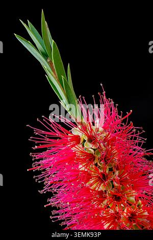 Der Flaschenpinsel blüht in lebendigen Details und zeigt komplizierte Karmesinblätter und zarte Blumenröschen vor einem dramatischen schwarzen Hintergrund. Stockfoto