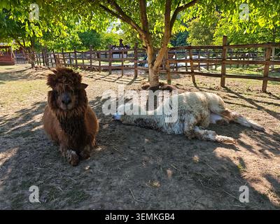Serbien Valjevo 06.06.2026 Alpakas Ruhen Unter Schattigen Obstbäumen Stockfoto