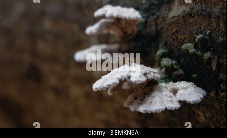 Makroaufnahme von kleinen weißen, unscharfen Klammerpilzen, die auf einem Baumstamm wachsen, mit einem großen unscharfen Kopierbereich. Stockfoto