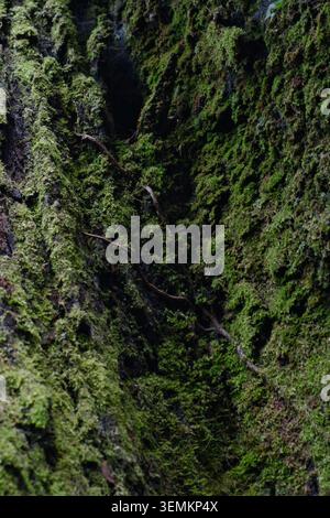 Nahaufnahme von grünem Moos und kleinen Wurzeln auf einem Baumstamm im waledivischen gemäßigten Regenwald in Chile. Stockfoto