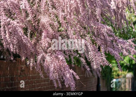 Niedrig hängende Zweige mit rosa Blüten auf einer Tamarix parviflora tetrandra (Salt Cedar) im April im Frühling in Southampton, England, Großbritannien Stockfoto