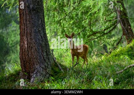 reh (Capreolus capreolus) oder europäisches Reh in freier Wildbahn in seinem natürlichen Lebensraum, Alpenwald, osttirol, Österreich Stockfoto