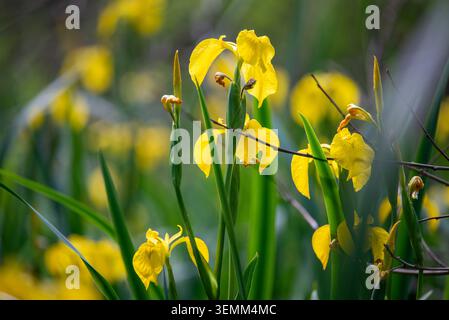 Iris pseudacorus, die gelbe Flagge, gelbe Iris oder Wasserflagge Stockfoto