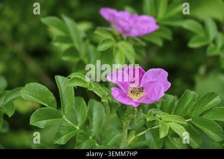 Honigbiene auf einer Blüte der Kartoffelrose (Rosa rugosa), Rose, Neophyte, Invasion, invasiv, Rosenstrauch, Sträucher, Apfelrose, Japanische Rose, Sylterrose, K Stockfoto