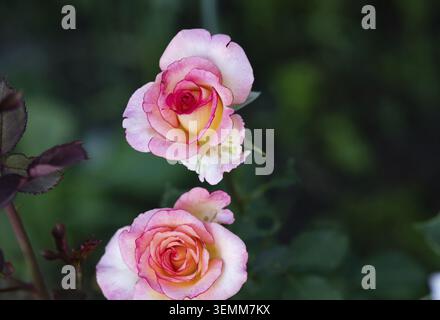 Rosa Augusta Luise, eine hübsche Hybrid-Teerosen-Pflanze. Wunderschön blühende blonde Blume. Durch Sonnenlicht beleuchtet Stockfoto