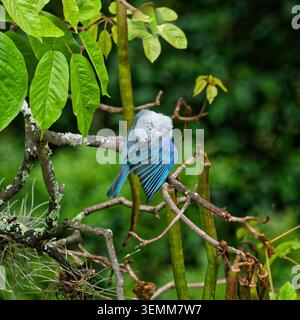Ein blaugrauer Tanager hockte auf einem Baum, der seinen Flügel reinigt, in einem kolumbianischen Regenwald. Stockfoto