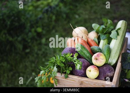 Eine Holzkiste mit bunten Gemüse und Früchten wie Gurken, Äpfeln, Karotten und Süßkartoffeln steht bei Tageslicht in einem lebendigen Garten Stockfoto